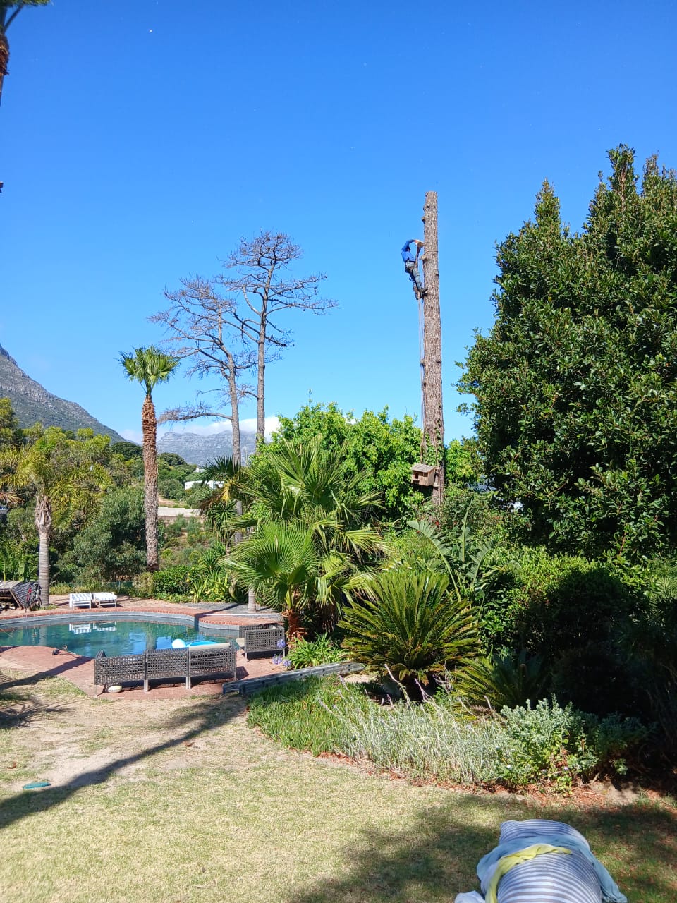 Elton Tree Felling worker cutting trees and maintaining a garden in Cape Town