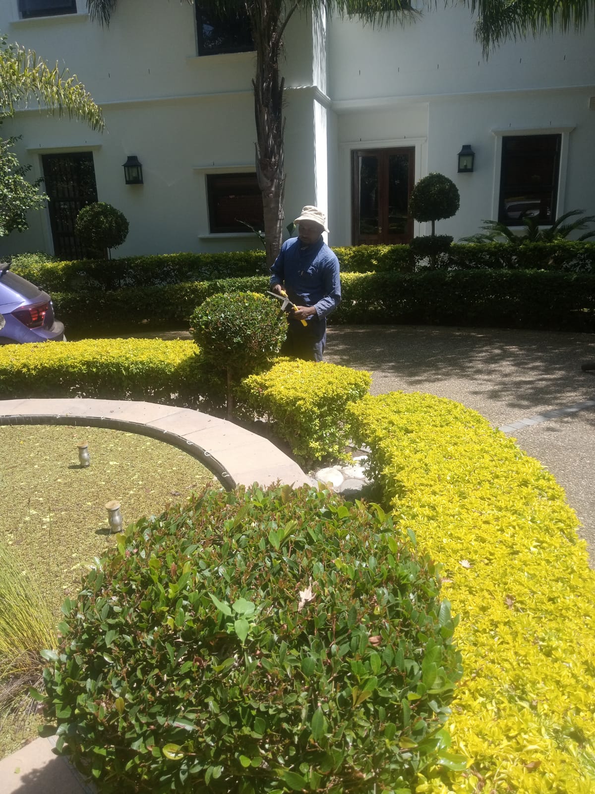 Garden hedge maintenance and shaping by Elton Tree Felling