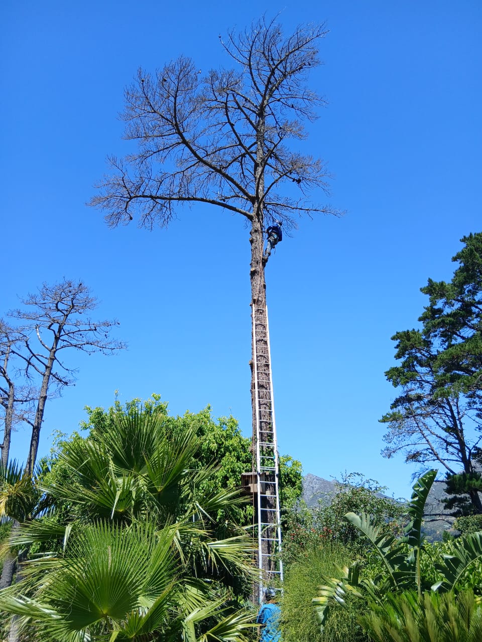 Professional tree cutting by Elton Tree Felling in a tall tree using ladders