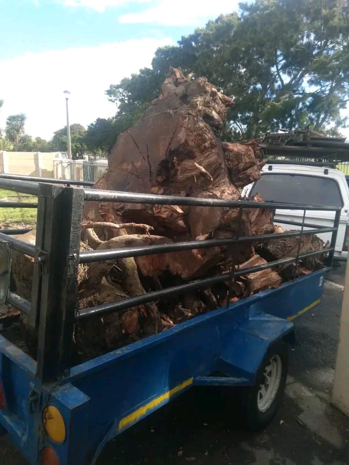 Professional tree stump and debris removal and carting by Elton Tree Felling