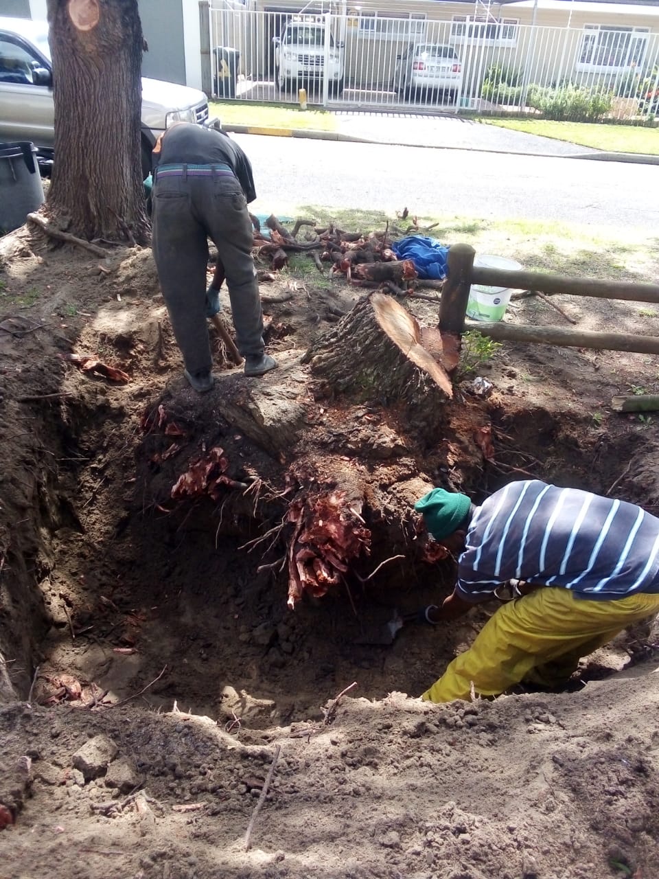 elton tree felling stump removal
