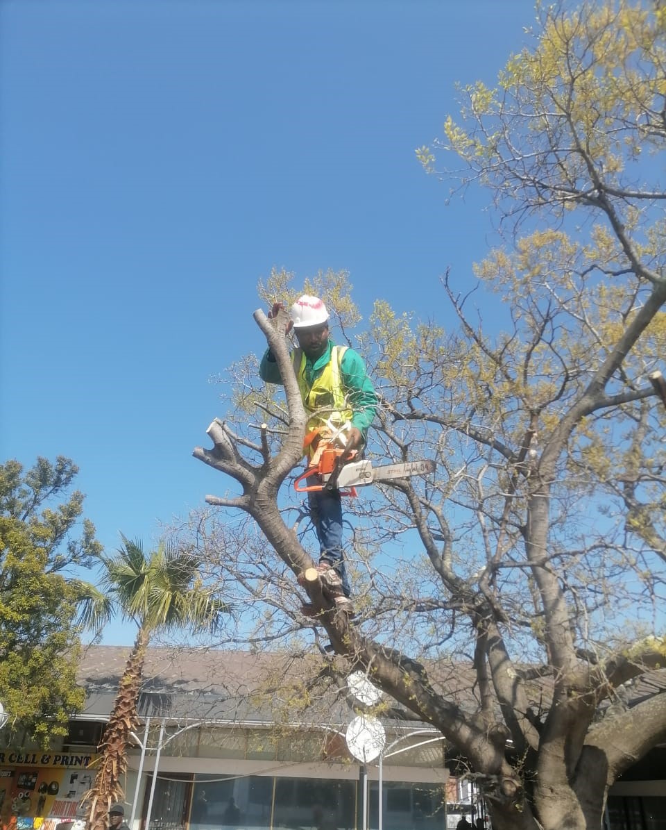 elton tree felling tree cutting