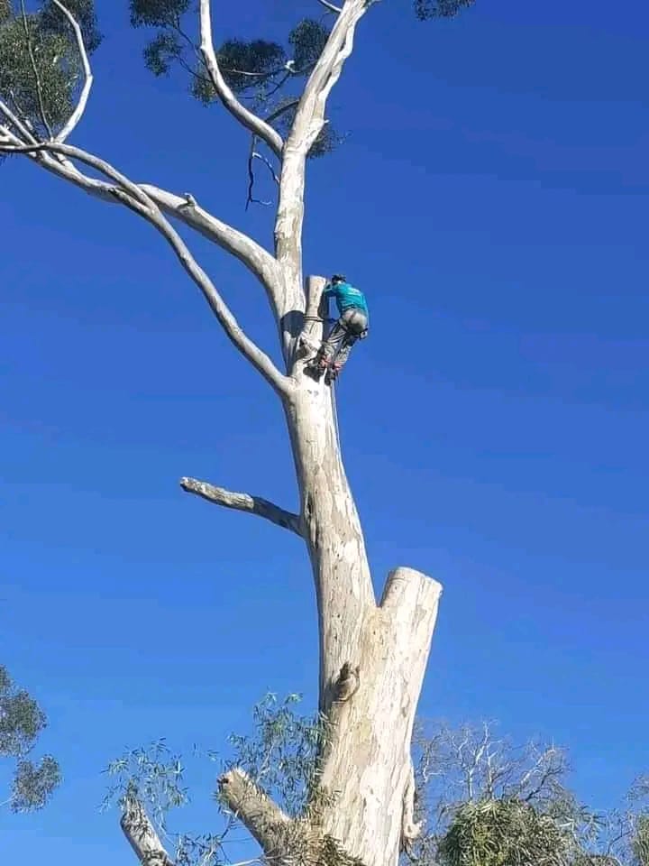 Professional tree cutting by Elton Tree Felling in a tall tree with safety gear