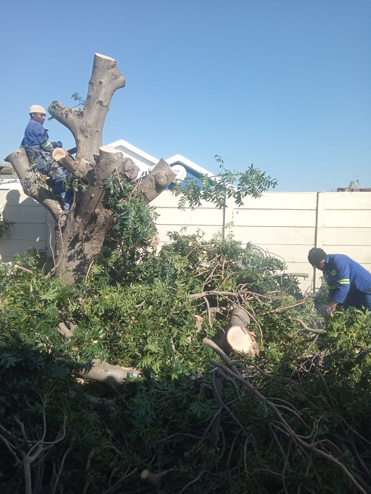 Professional tree branch cutting and clearing by Elton Tree Felling in Cape Town