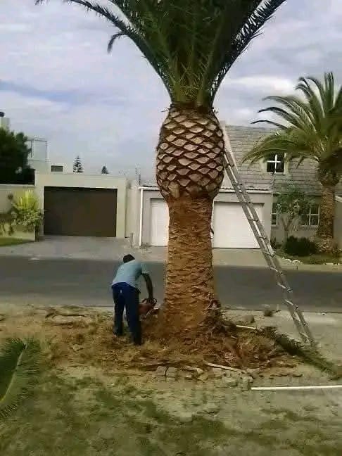 Palm tree pruning and maintenance service by Elton Tree Felling